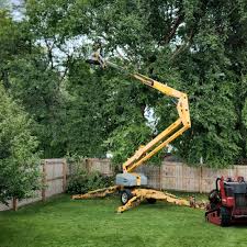 How Our Tree Care Process Works  in  Williamstown, PA