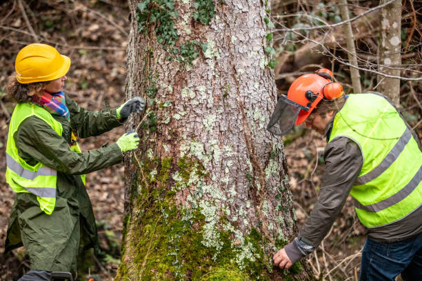 Tree and Shrub Care in Williamstown, PA